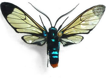 SyntOmidae sp.1 