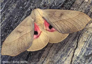 Sysphinx molina