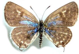 Tarucus balkanicus