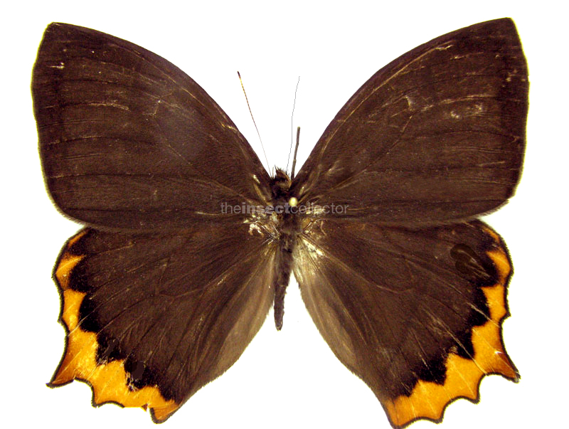 Taygetis chrysogone