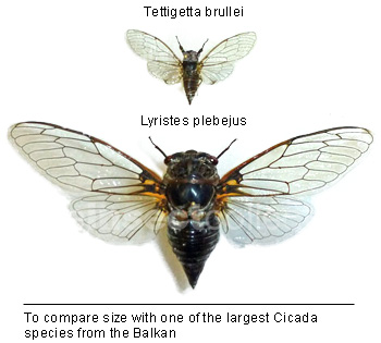 Tettigetta brullei (=pygmea)