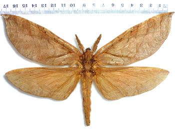 Trichophassus giganteus