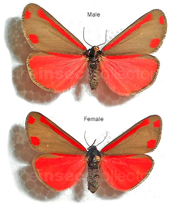 Tyria jacobaea