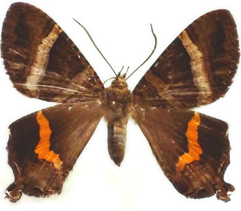Uranidae sp.1 