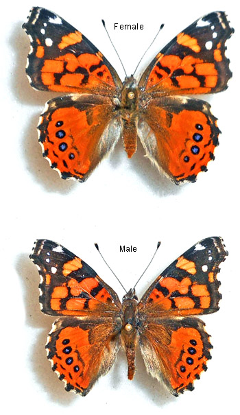 Vanessa annabella