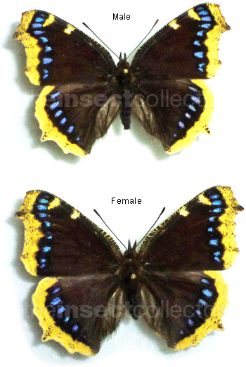 Vanessa antiopa