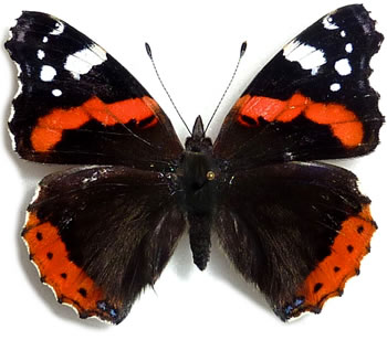 Vanessa atalanta 