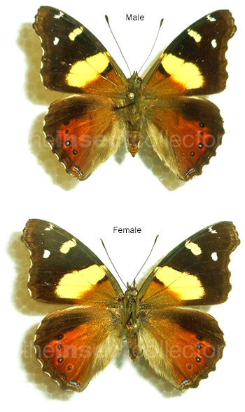 Vanessa itea 