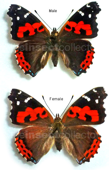 Vanessa vulcania