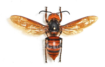 Vespa mandarinia 