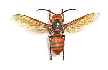 Vespa mandarinia 