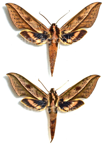 Xylophanes acrus