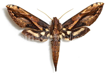 Xylophanes ceratomiodes