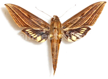 Xylophanes crotonis