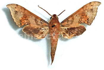 Xylophanes germen