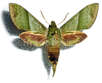 Xylophanes marginalis