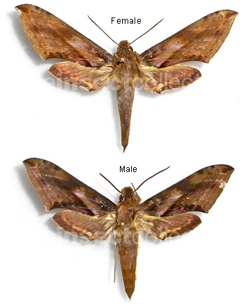 Xylophanes rhodina