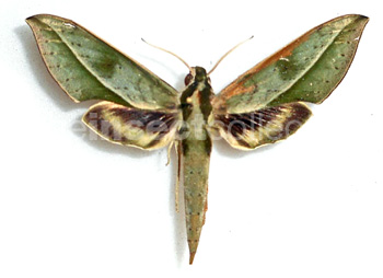 Xylophanes staudingeri