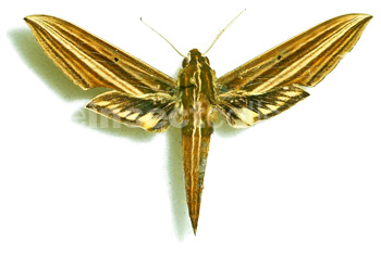 Xylophanes titana