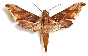 Xylophanes godmani