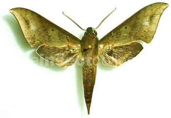 Xylophanes hannemani