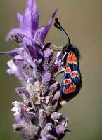 Zygaena algira 