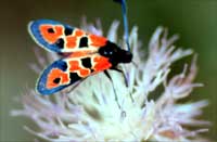 Zygaena algira 