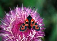 Zygaena algira 