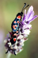 Zygaena algira 