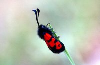 Zygaena alluaudi 