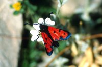 Zygaena alluaudi 