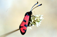 Zygaena alluaudi 