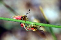 Zygaena aurata 