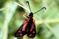 Zygaena aurata 