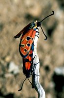 Zygaena beatrix 