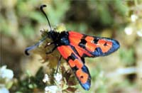 Zygaena beatrix 