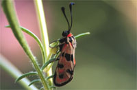 Zygaena fausta 