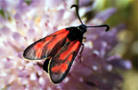 Zygaena favonia 