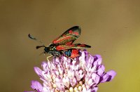 Zygaena favonia 