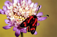 Zygaena favonia 