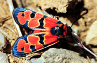 Zygaena felix 