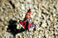 Zygaena felix 