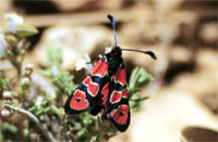 Zygaena felix 