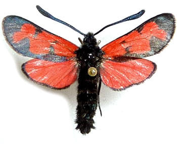 Zygaena graslini