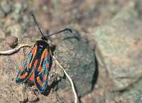 Zygaena johannae 