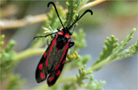 Zygaena loyselis 