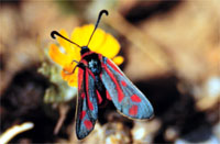 Zygaena loyselis 