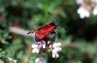 Zygaena loyselis 