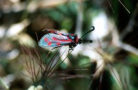 Zygaena loyselis 