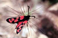 Zygaena marcuna 